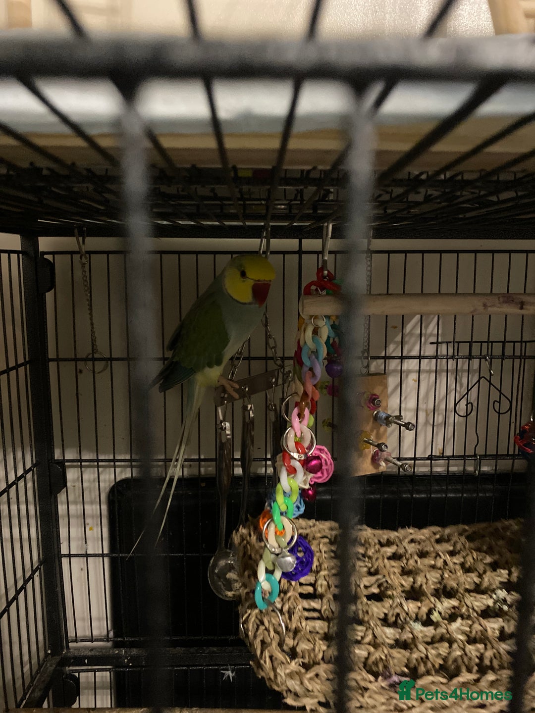 Parrots birds for sale: Indian ring necks  - Advert 4