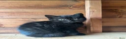 Mixed Breed cats for sale: 6 Kittens for forever homes - see description  - Advert 7