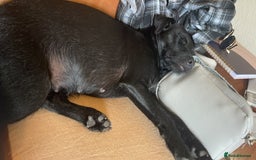 Patterdale Terrier dogs for sale: Patterdale puppies - Image 5