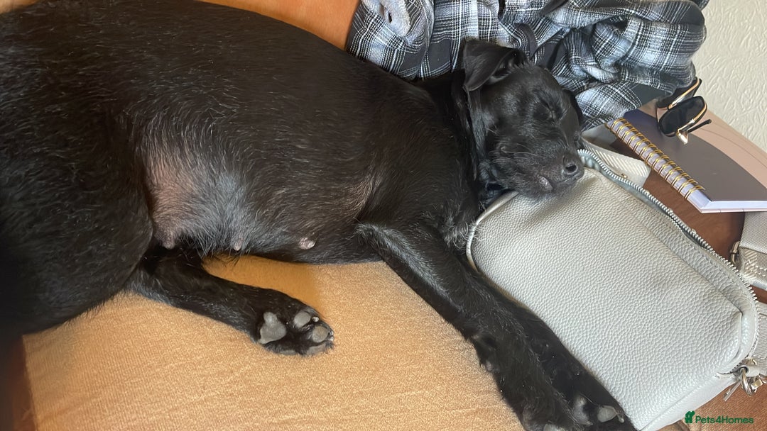 Patterdale Terrier dogs for sale: Patterdale puppies - Image 5
