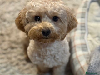 Maltipoo dogs Real life teddy bears 🧸 - Advert 1