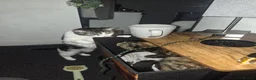 American Shorthair cats for sale: 2 indoor cats - Advert 3