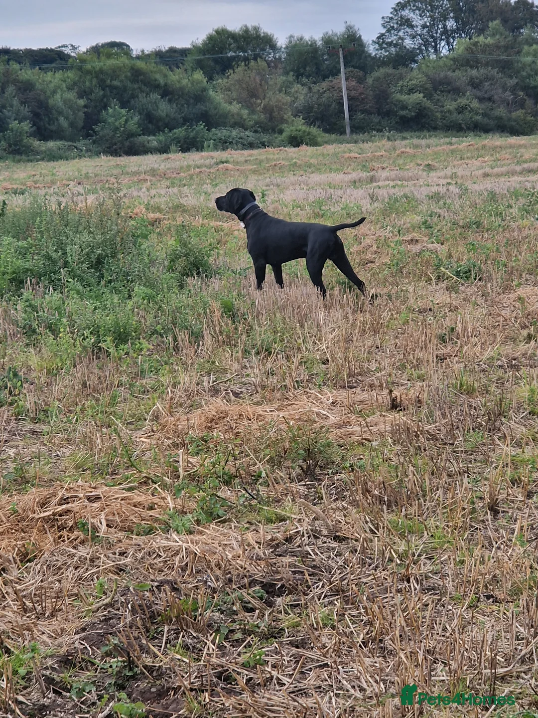 German Shorthaired Pointer dogs for stud: Proven full KC Reg GSP 5th Generation working in Liverpool - Advert 8