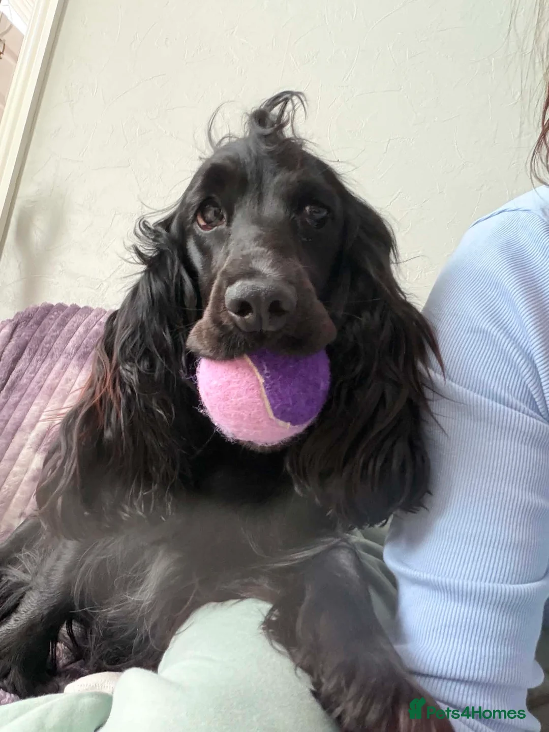 Cocker Spaniel dogs for sale: Outstanding Quality Puppies- Cocker Spaniel  in Slough - Advert 1