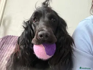 Cocker Spaniel dogs Outstanding Quality Puppies- Cocker Spaniel - Advert 1