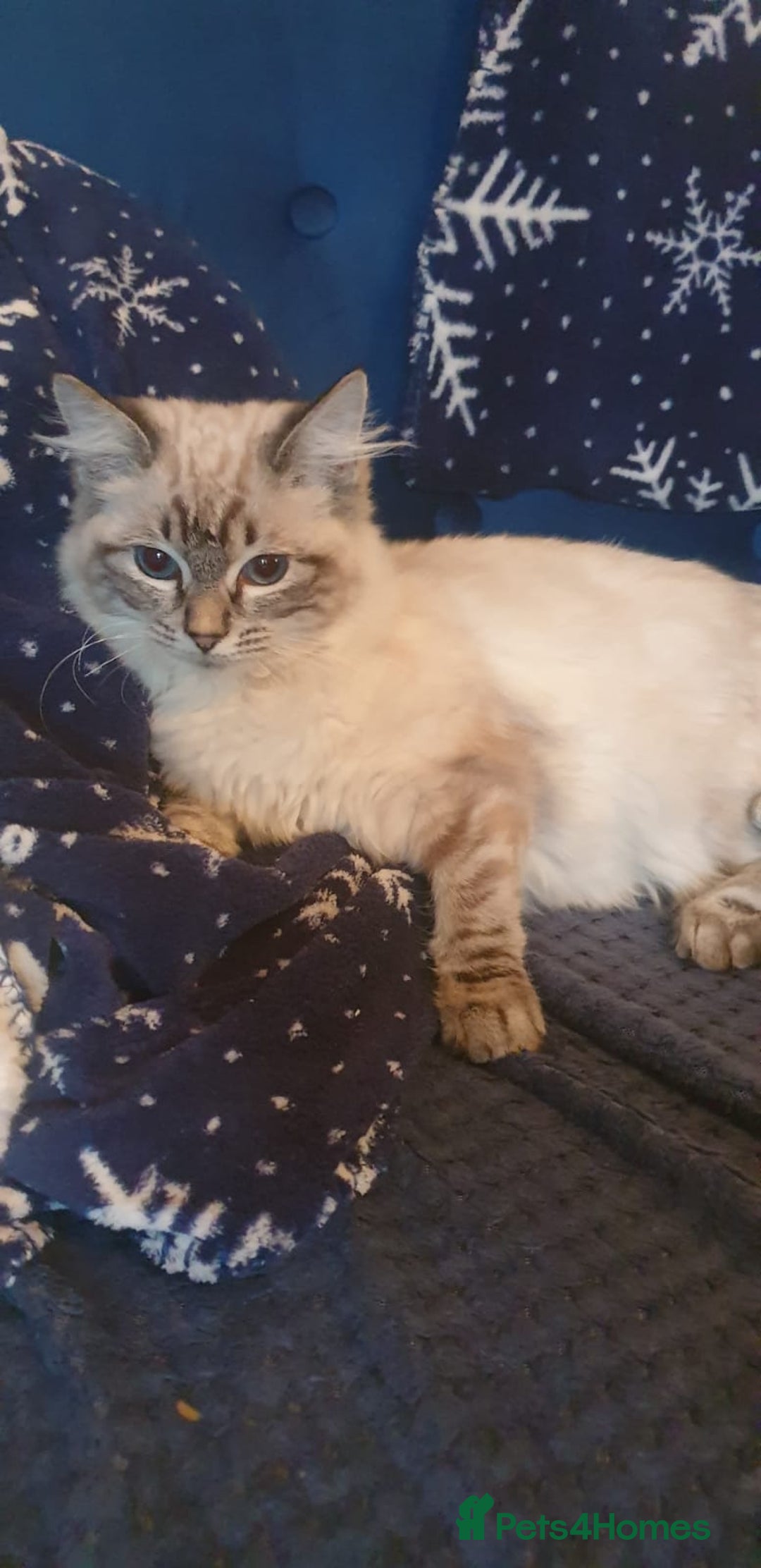 Ragdoll cats for sale: Beautiful GCCF Registered Lynx Ragdoll Kitten. - Advert 2