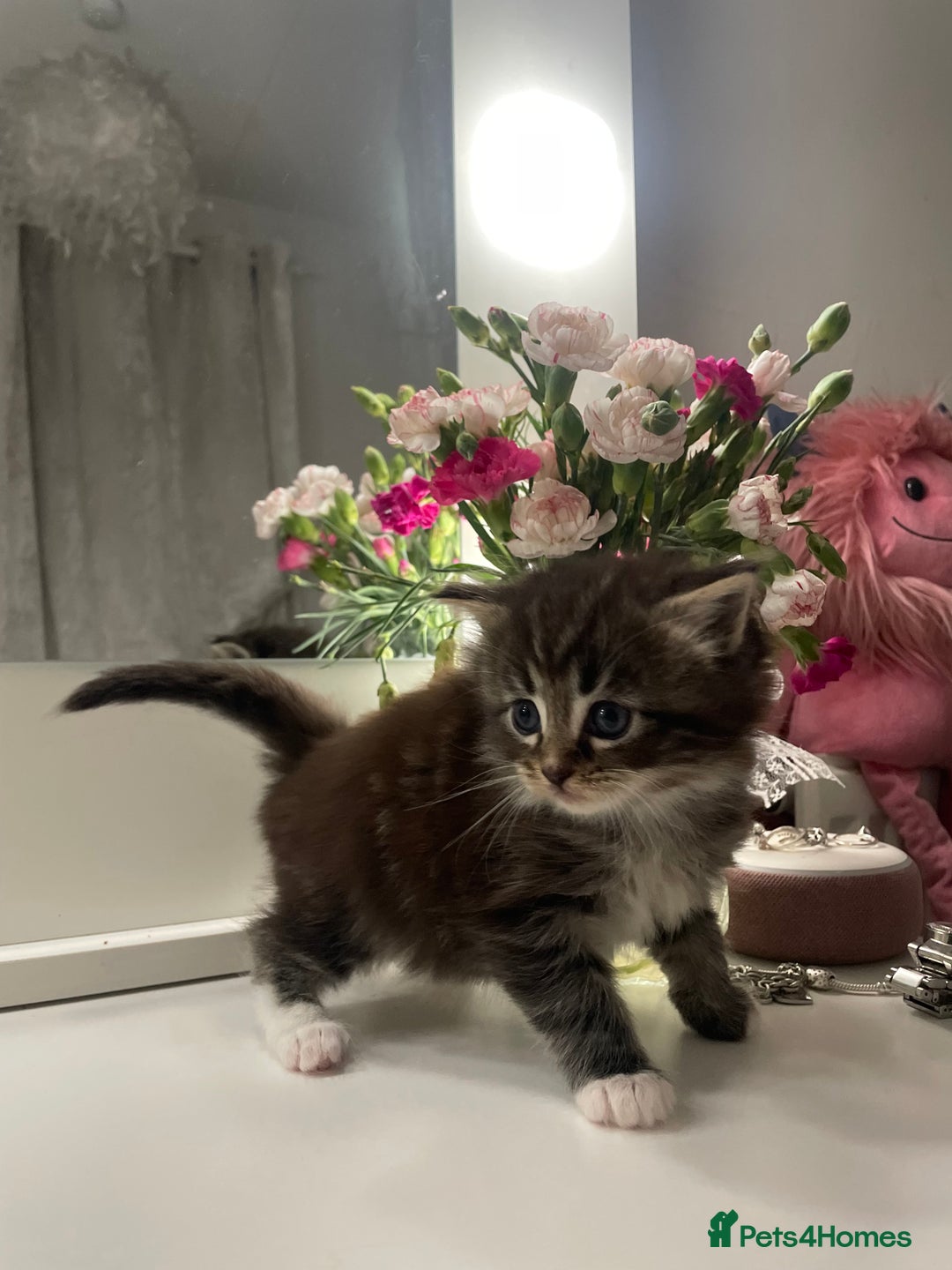 Maine Coon cats for sale: ✨Beautiful Mainecoon/Ragdoll mix kittens✨ - Advert 7