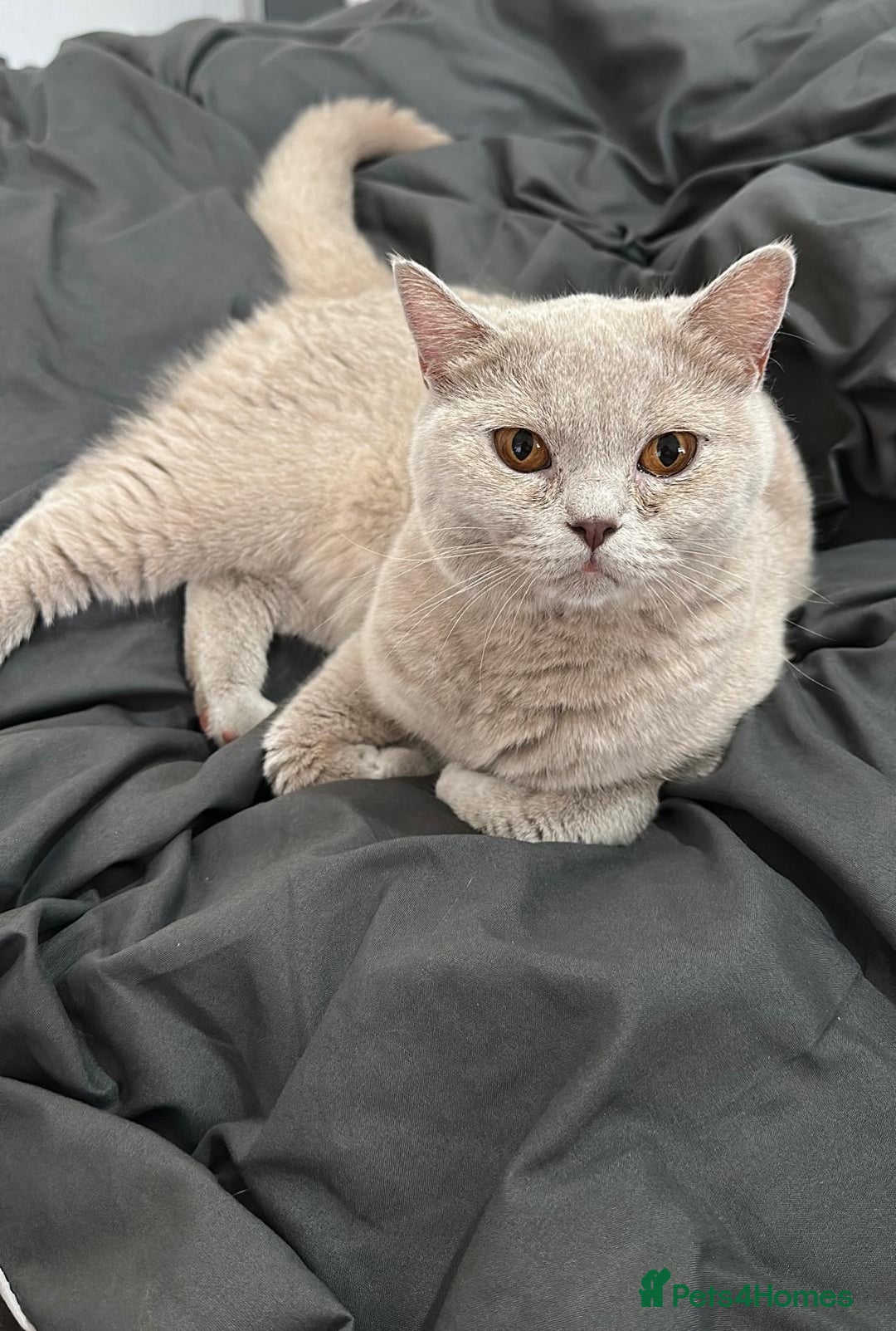 British Shorthair cats for sale: British Shorthair lilac female  - Image 2