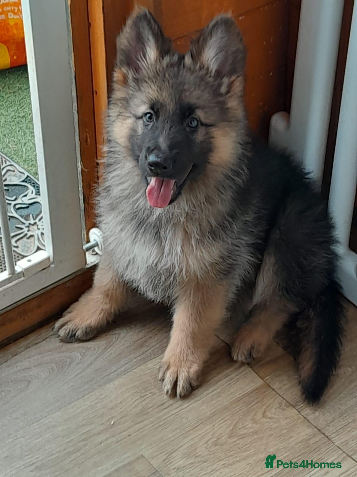 German Shepherd dogs GERMAN SHEPHERD PUPPIES  - Advert 5