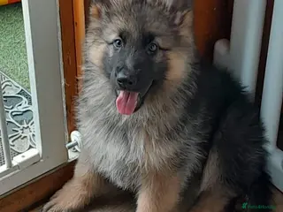 German Shepherd dogs GERMAN SHEPHERD PUPPIES - Advert 5