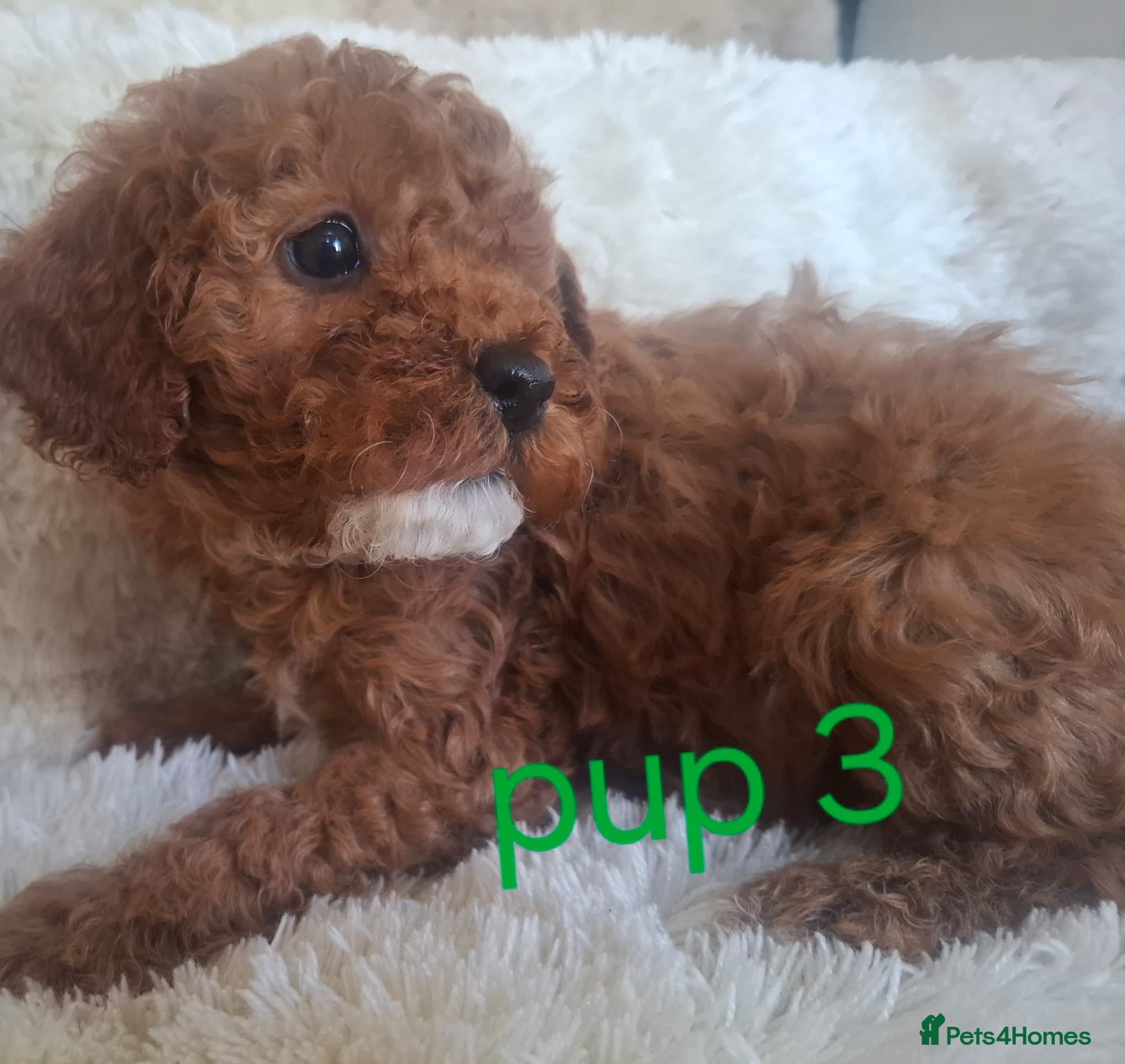 Cavapoo dogs Cavapoo beautiful 😍 litter rare fox red ♥️  - Advert 1