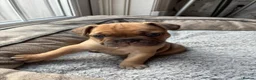 French Bulldog dogs for sale: Unique French Bulldog x Boston (Frenchton) Puppies in Leigh - Advert 11