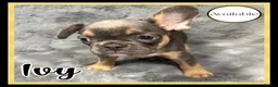 French Bulldog dogs for sale: KC Registered EXCELLENT BLOODLINE HEALTH TESTED - Advert 16