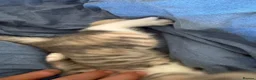 British Longhair cats for sale: British blue long hair  - Advert 5