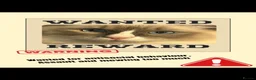 Ragdoll cats for stud: Paddington  - Advert 2