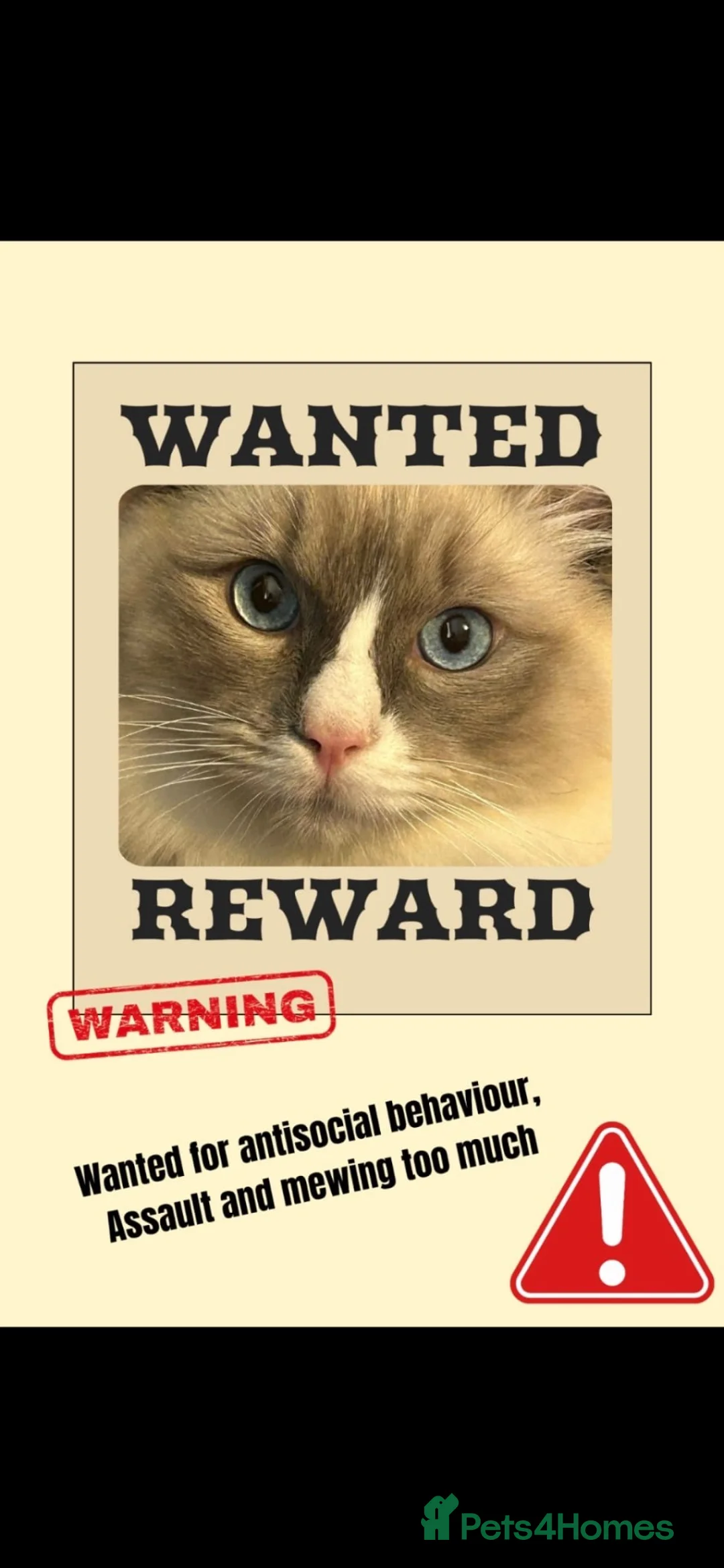 Ragdoll cats for stud: Paddington  - Advert 2