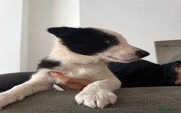 Border Collie dogs for sale: Beautiful sheepdog pups - Image 10