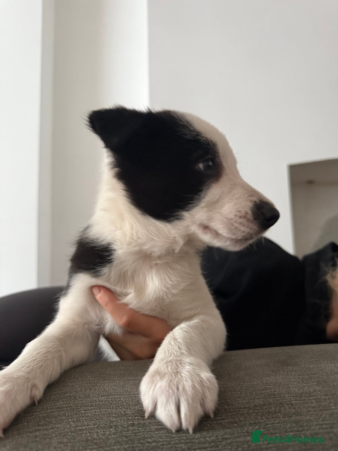 Border Collie dogs for sale: Beautiful sheepdog pups - Image 10