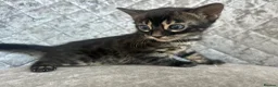 Bengal cats for sale: Gorgeous litter of TICA registered bengal kittens  - Advert 6