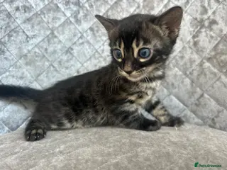 Bengal cats Gorgeous litter of TICA registered bengal kittens - Advert 9