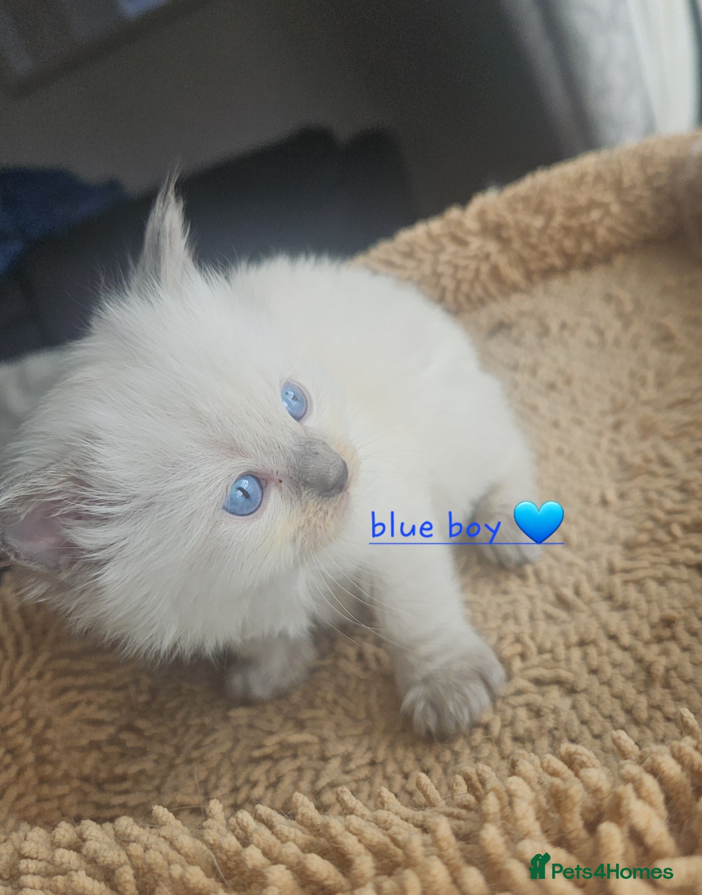 Ragdoll cats Ragdoll kittens 😸 *1 girl 1 boy left* - Advert 6