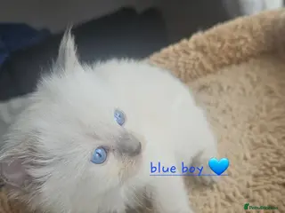 Ragdoll cats Ragdoll kittens 😸 *1 girl 1 boy left* - Advert 6