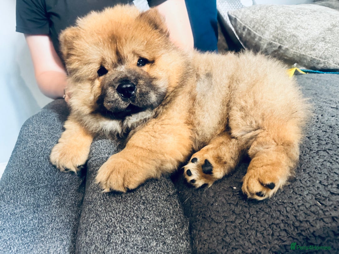 Chow Chow dogs for sale: 4 month old chow chow male  - Image 9