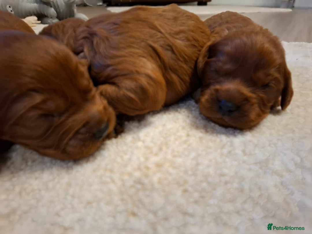Cavapoo dogs for sale: Cavapoo puppies gorgeous red f1 ❤️!!!. - Advert 5
