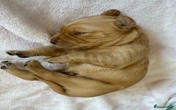 Golden Retriever dogs for sale: 5 gorgeous goldens left! - Image 17