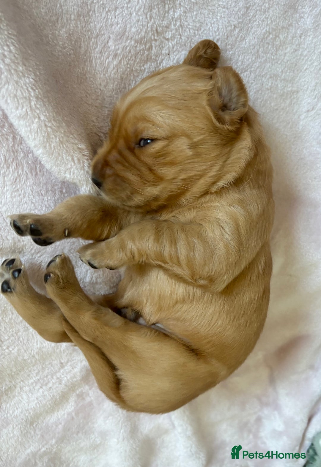 Golden Retriever dogs for sale: 5 gorgeous goldens left! - Image 17