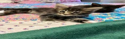 Mixed Breed cats for sale: Maine Coon mix - Advert 22
