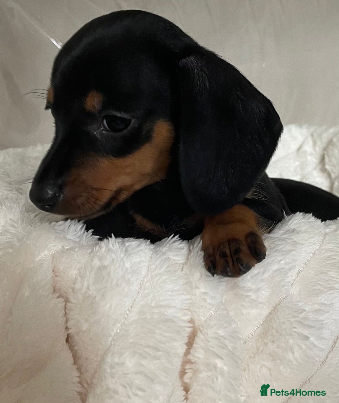 Miniature Dachshund dogs for sale: 💙Miniature dachshund puppies💝 - Image 5