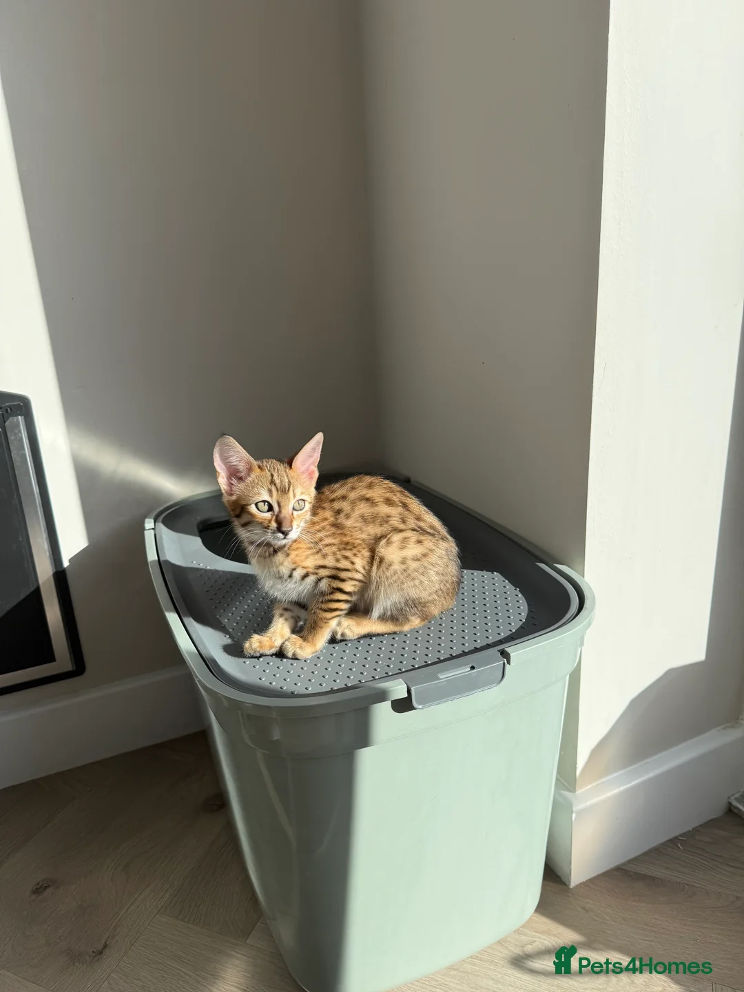 Savannah cats for sale: TICA F3 Savannah Kittens - Luxe Cat co. in Blackpool - Advert 13