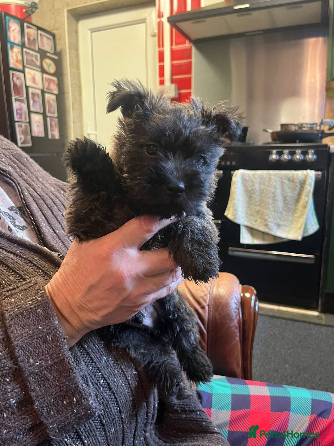 Cairn Terrier dogs for sale: KC registered cairn terrier - Image 3