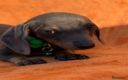 Miniature Dachshund dogs for sale: KC Reg Miniature Dachshund Puppies  - Image 6