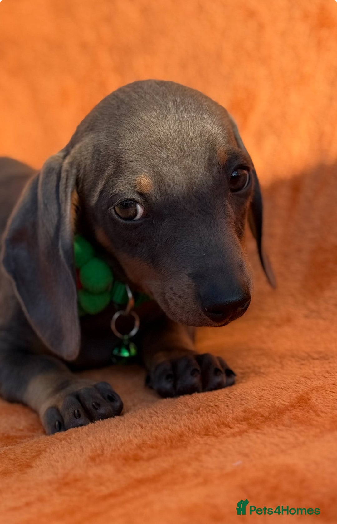 Miniature Dachshund dogs for sale: KC Reg Miniature Dachshund Puppies  - Image 6