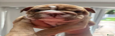  English Bulldog BONNI