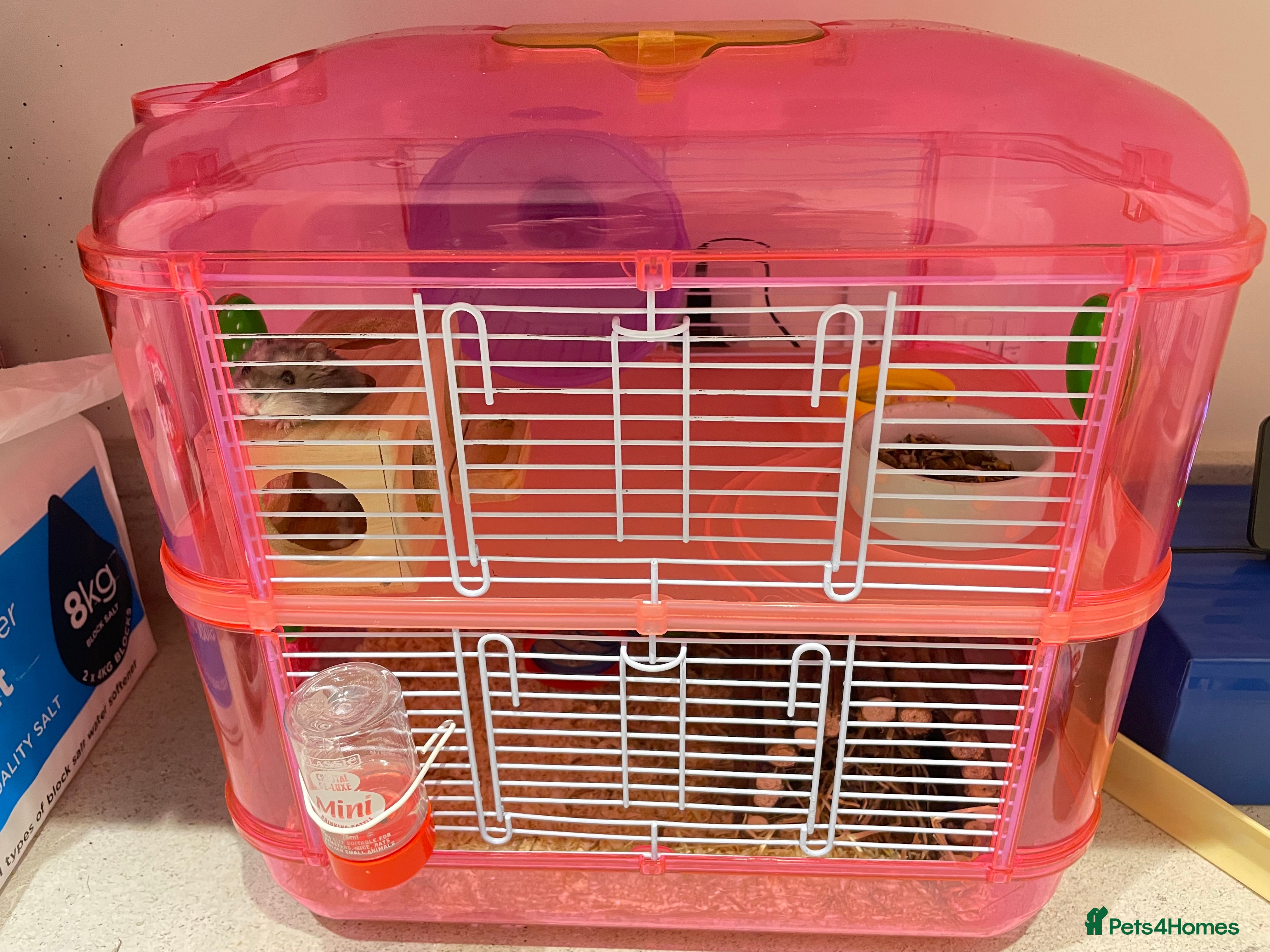 Hamster rodents Russian Dwarf Hamster for sale - Advert 2