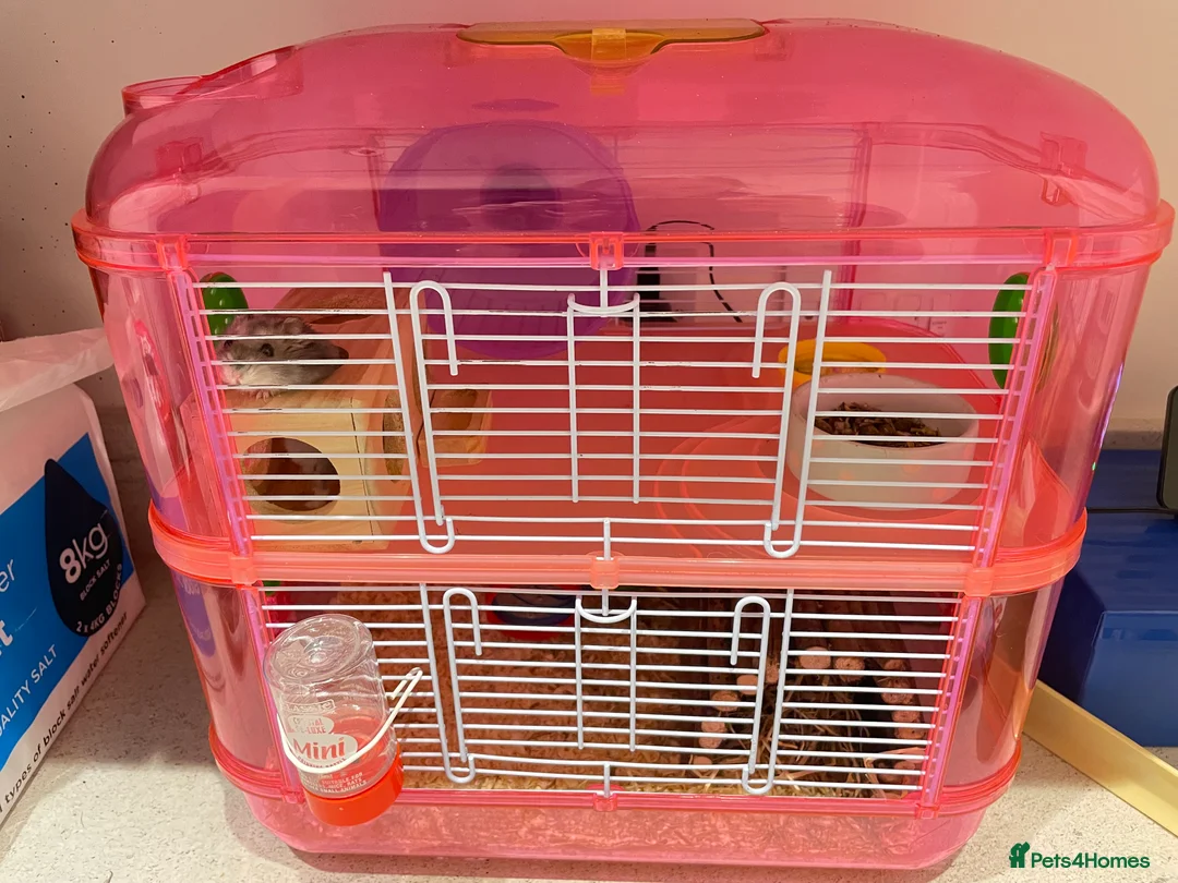 Hamster rodents for sale: Russian Dwarf Hamster for sale - Advert 1