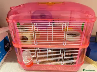 Hamster rodents Russian Dwarf Hamster for sale - Advert 2