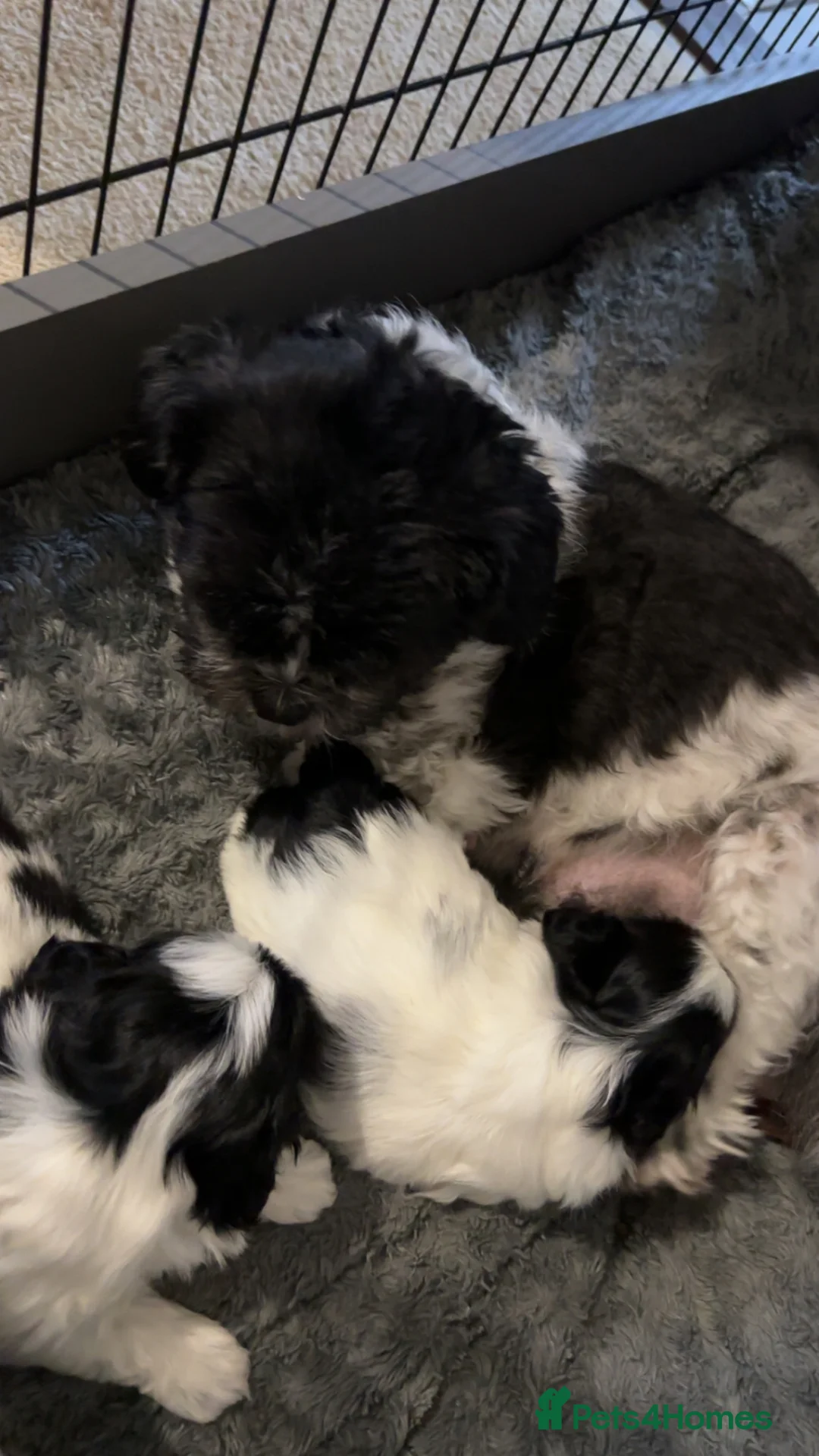 Shih Tzu dogs for sale: Shih Tzu puppies  - Advert 2