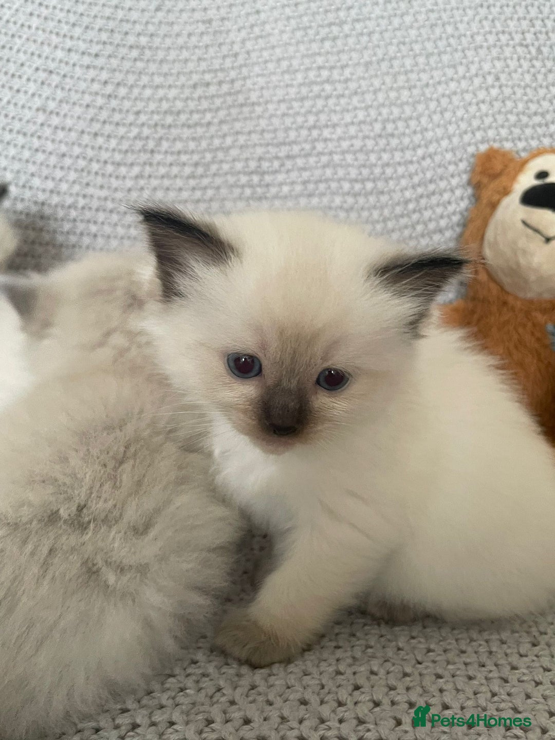 Ragdoll cats for sale: GCCF Ragdoll Kittens - Image 15