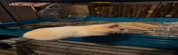 Hamster rodents for sale: Evie the Hamster in Radstock - Advert 5