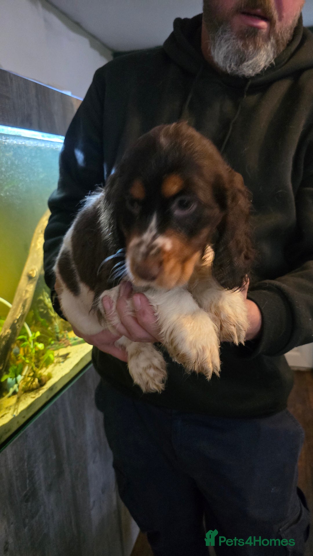 Cocker Spaniel dogs for sale: Chocolate Roan & Tan Cocker Spaniel Puppies - Advert 20