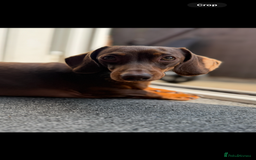 Dachshund dogs for sale: Miniature Dachshunds for re-homing - Image 9