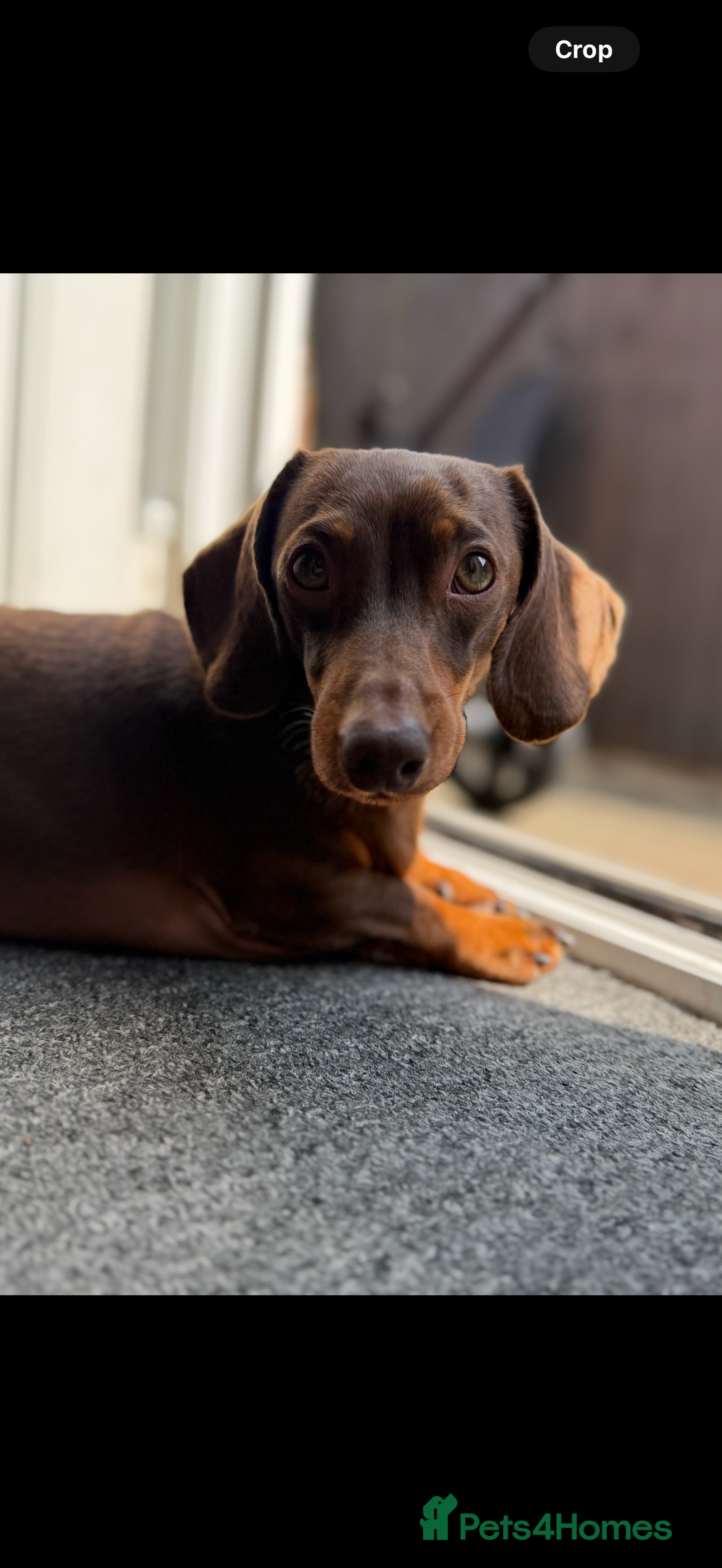 Dachshund dogs for sale: Miniature Dachshunds for re-homing - Image 9