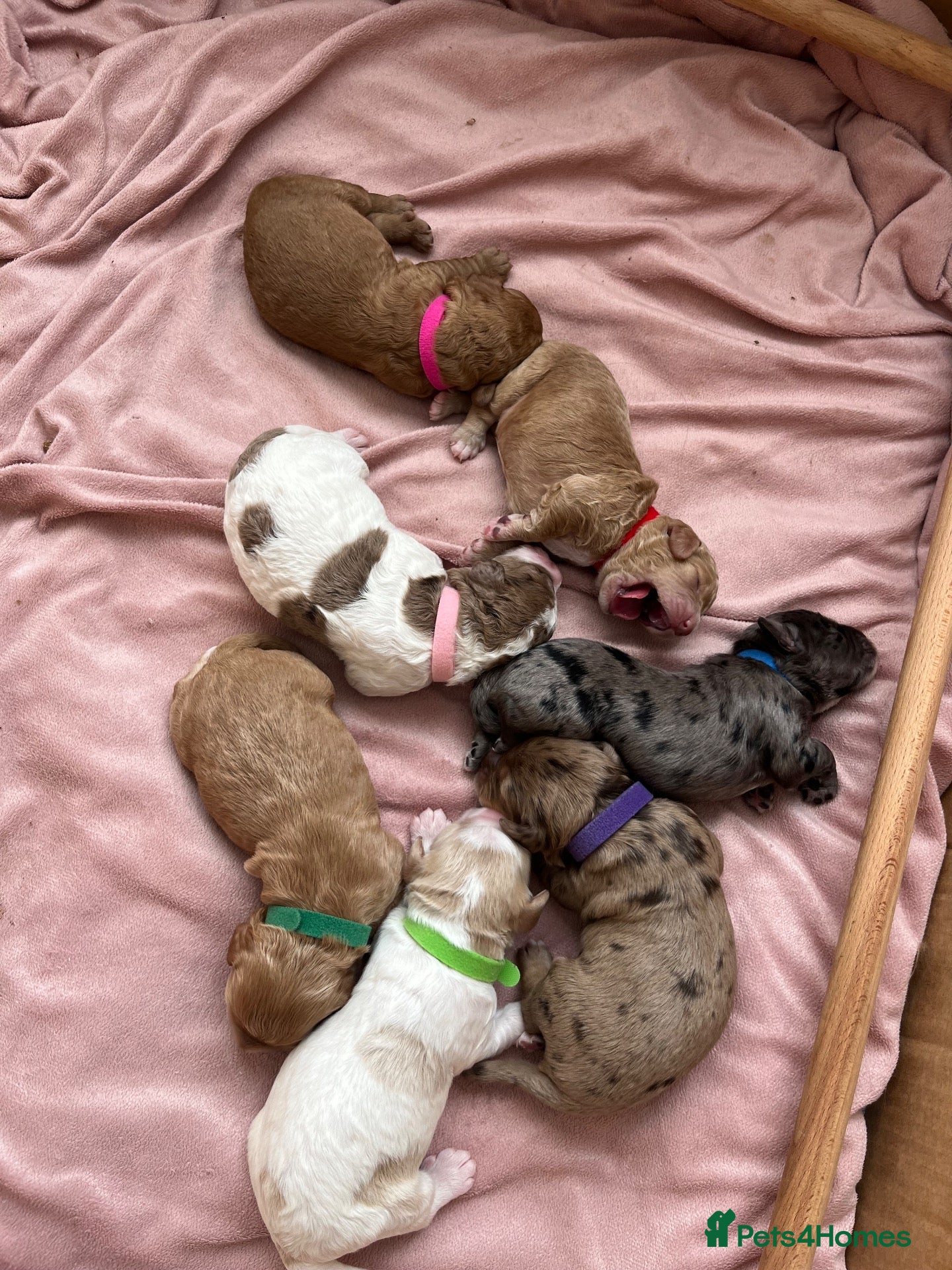Cavapoo dogs Beautiful cavapoo puppies 🐶 - Advert 9