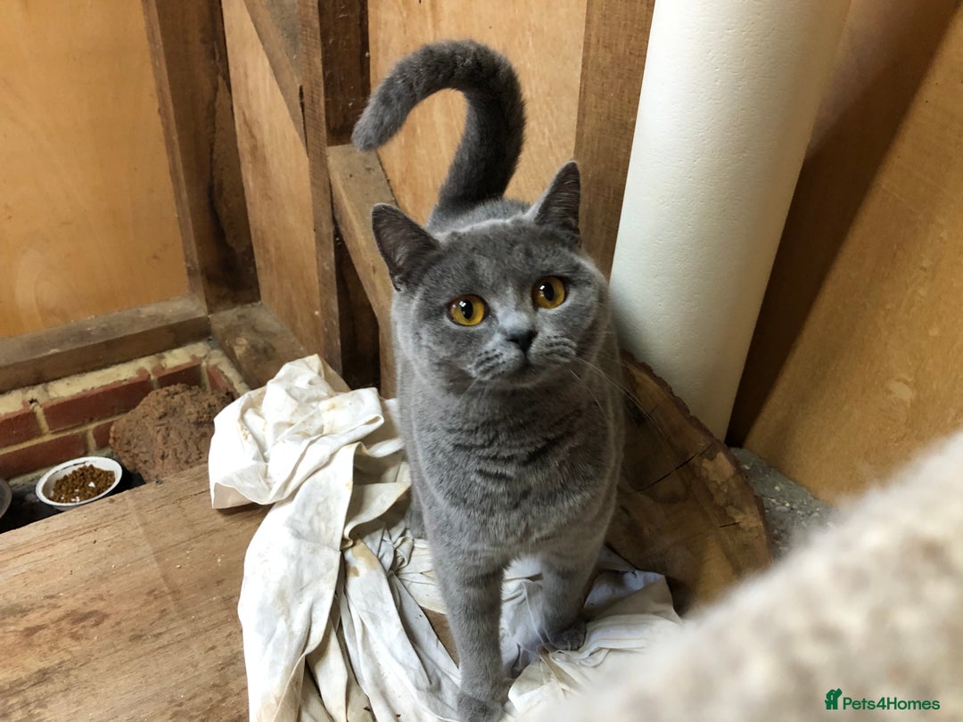 British Shorthair cats for sale: Retired breeding queen for calm, loving home - Image 6