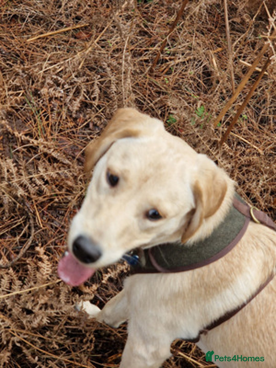 Labrador Retriever dogs for sale: Friendly male Labrador retriever - Advert 3