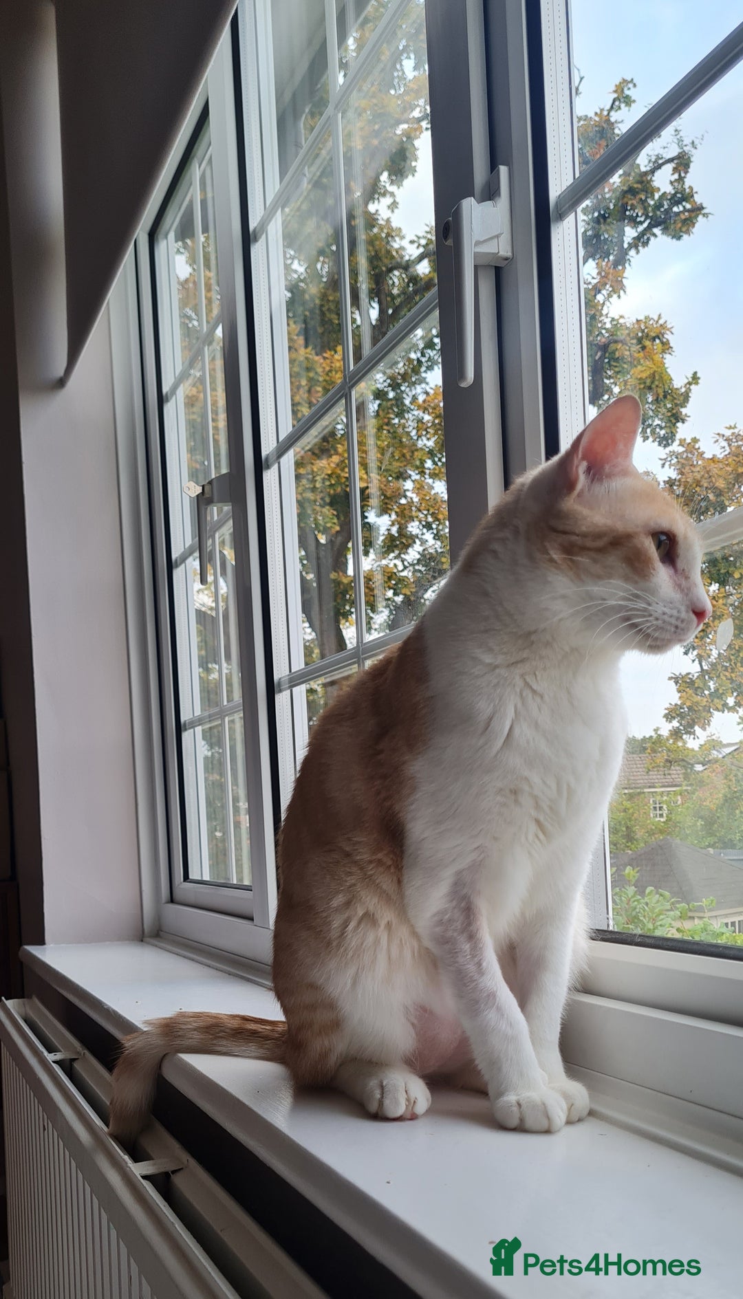 Mixed Breed cats for adoption: Lovely Theo is looking for a furever home - Image 7